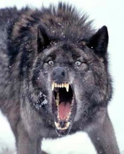 wolf-2